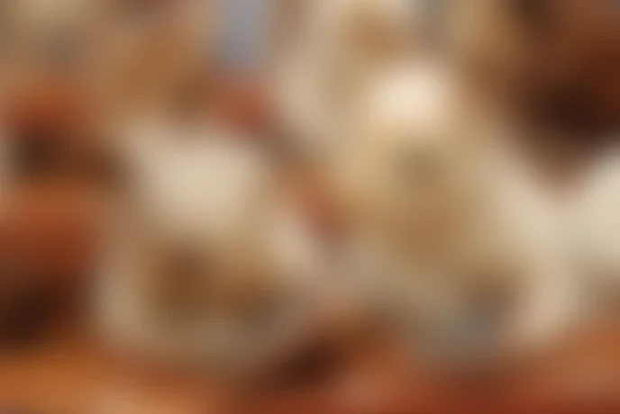 Walter Potter’s Curious World of Taxidermy — Rabbits Village School C 014